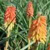 Kniphofia 'Border Ballet' Red Hot Poker 1 Kniphofia 'Border Ballet' Red Hot Poker -SunGlow Perennials Shop Kniphofia Border Ballet EZ