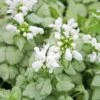 Lamium 'White Nancy' Spotted Dead Nettle -SunGlow Perennials Shop LMM White nancy2 EZ