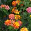 Lantana Camara 'Miss Huff' -SunGlow Perennials Shop LNT Miss Huff EZ
