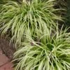 Liriope Pee Dee Ingot Monkey Grass 1 Liriope Pee Dee Ingot Monkey Grass -SunGlow Perennials Shop LRP PEE DEE INDIGOT4 e1ff33b4 179f 4055 9f74 56d0e007112d