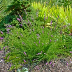 Liatris Microcephala Dwarf Blazing Star -SunGlow Perennials Shop LTR microcephala EZ