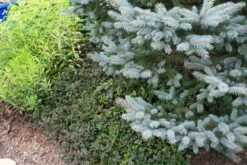 Lysimachia 'Persian Chocolate' Moneywort 5 Lysimachia 'Persian Chocolate' Moneywort -SunGlow Perennials Shop LYS Persian chocolate with Blue Spruce EZ