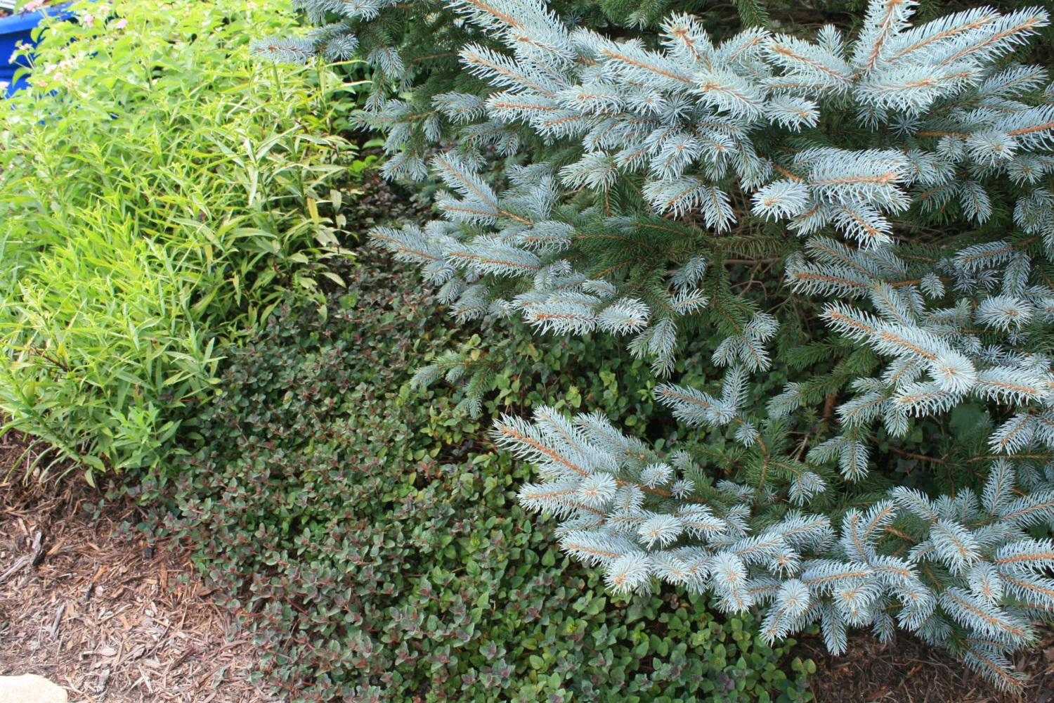 Lysimachia 'Persian Chocolate' Moneywort 4 Lysimachia 'Persian Chocolate' Moneywort - Image 2