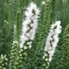 Liatris Spicata 'Floristan White' Gayfeather 2 Liatris Spicata 'Floristan White' Gayfeather -SunGlow Perennials Shop Liatris Floristan White Gayfeather Blazing Star
