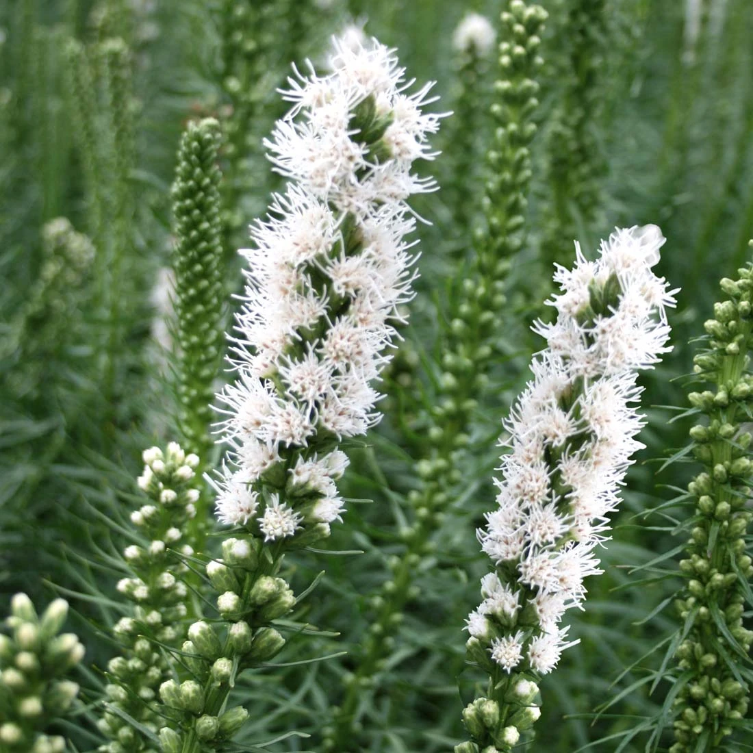 Liatris Spicata 'Floristan White' Gayfeather 3 Liatris Spicata 'Floristan White' Gayfeather