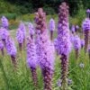 Liatris Spicata Gayfeather 1 Liatris Spicata Gayfeather -SunGlow Perennials Shop Liatris spicata Gayfeather