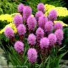Liatris Spicata 'Original Kobold' Gayfeather -SunGlow Perennials Shop Liatris spicata Original Kobold Gayfeather