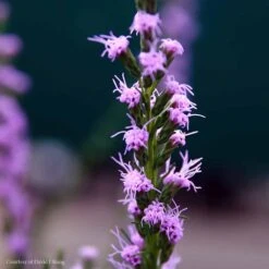Liatris Microcephala Dwarf Blazing Star