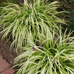 Liriope Pee Dee Ingot Monkey Grass -SunGlow Perennials Shop Liriope Pee Dee Ingot Monkey Grass
