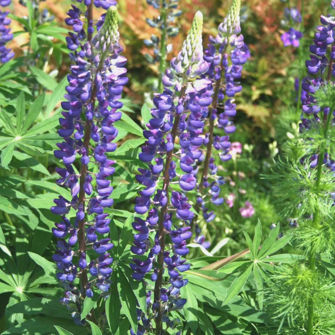 Lupinus Perennis Wild Lupine 3 Lupinus Perennis Wild Lupine