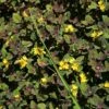 Lysimachia 'Persian Chocolate' Moneywort 2 Lysimachia 'Persian Chocolate' Moneywort -SunGlow Perennials Shop Lysimachia Moneywort Persian Chocolate