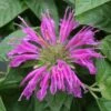Monarda 'Purple Rooster' Bee Balm 1 Monarda 'Purple Rooster' Bee Balm -SunGlow Perennials Shop MND PURPLE ROOSTER EZ