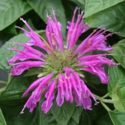Monarda 'Purple Rooster' Bee Balm