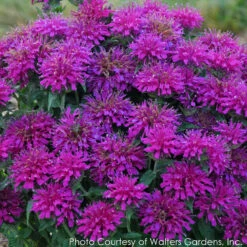 Monarda Didyma 'Grape Gumball' Bee Balm
