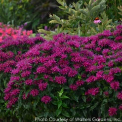 Monarda Didyma 'Grape Gumball' Bee Balm -SunGlow Perennials Shop MONARDA GRAPE GUMBALL 5