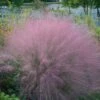 Muhlenbergia Capillaris Muhly Grass 2 Muhlenbergia Capillaris Muhly Grass -SunGlow Perennials Shop MUHLENBERGIA CAPILLARIS