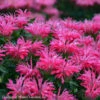Monarda 'Electric Neon Pink' Bee Balm 2 Monarda 'Electric Neon Pink' Bee Balm -SunGlow Perennials Shop Monarda Electric Neon Pink