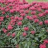 Monarda 'Red Velvet' Bee Balm 2 Monarda 'Red Velvet' Bee Balm -SunGlow Perennials Shop Monarda Red Velvet Bee Balm
