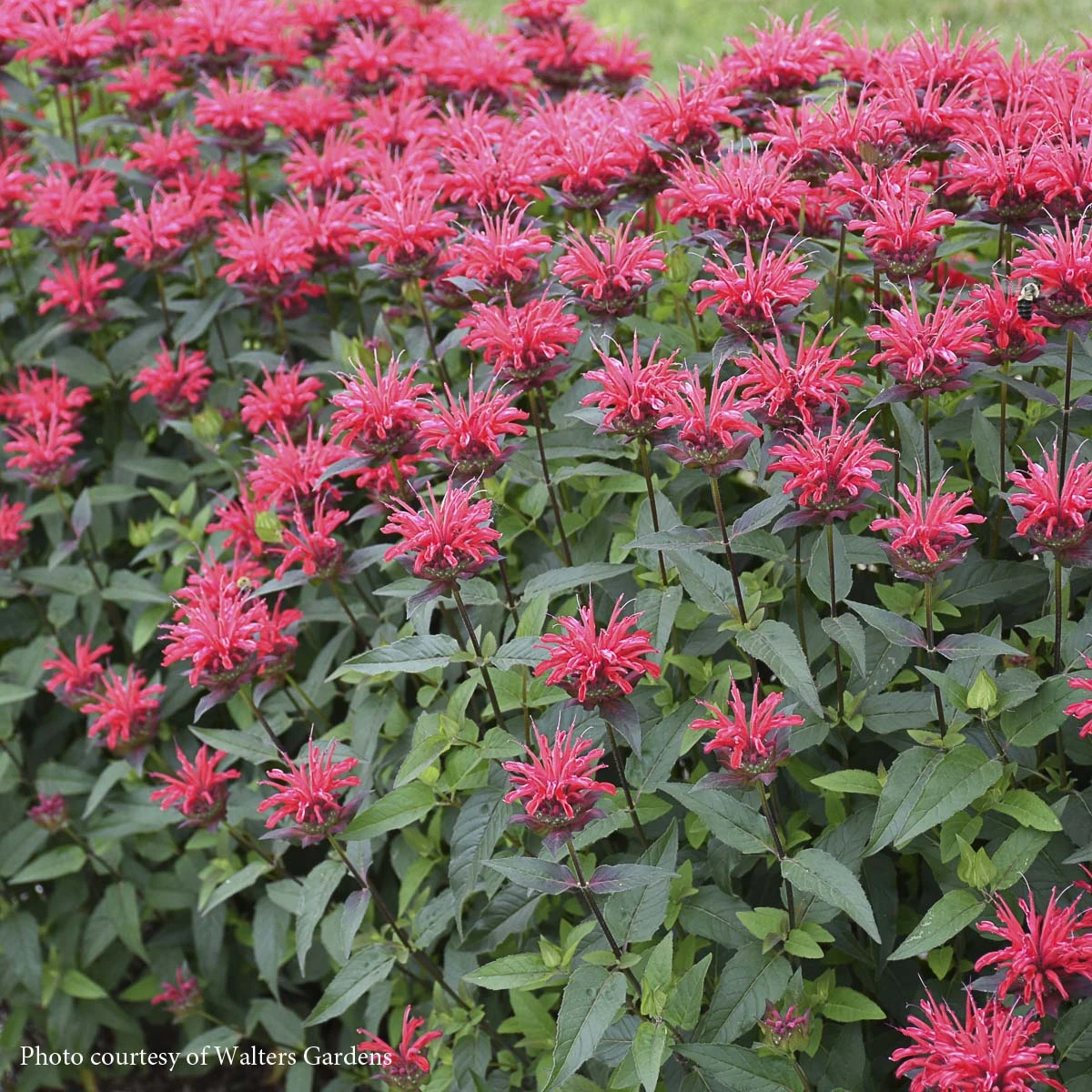 Monarda 'Red Velvet' Bee Balm 3 Monarda 'Red Velvet' Bee Balm