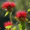 Monarda Didyma Bee Balm -SunGlow Perennials Shop Monarda didyma Bee Balm