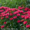 Monarda 'Cherry Pops' Bee Balm -SunGlow Perennials Shop Monarda didyma Cherry Pops