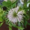 Monarda Fistulosa Wild Bergamot 1 Monarda Fistulosa Wild Bergamot -SunGlow Perennials Shop Monarda fistulosa wild bergamot bee balm