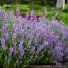 Nepeta 'Cat's Meow' Catmint 1 Nepeta 'Cat's Meow' Catmint -SunGlow Perennials Shop NEPETA CATS MEOW 1