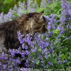 Nepeta 'Cat's Meow' Catmint -SunGlow Perennials Shop NEPETA CATS MEOW 3