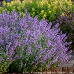 Nepeta 'Cat's Meow' Catmint -SunGlow Perennials Shop NEPETA CATS MEOW 4