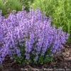 Nepeta 'Cat's Pajamas' Catmint -SunGlow Perennials Shop NEPETA CATS PAJAMAS 2