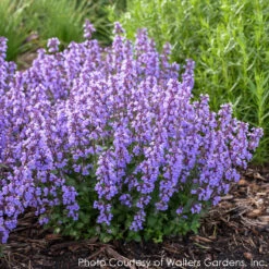 Nepeta 'Cat's Pajamas' Catmint