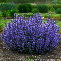Nepeta 'Cat's Pajamas' Catmint 8 Nepeta 'Cat's Pajamas' Catmint -SunGlow Perennials Shop NEPETA CATS PAJAMAS 3