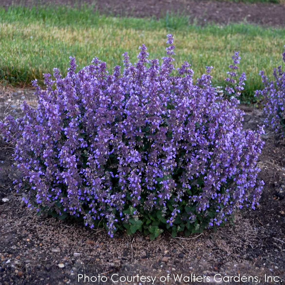 Nepeta 'Cat's Pajamas' Catmint 6 Nepeta 'Cat's Pajamas' Catmint - Image 4