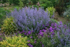 Nepeta Faassenii 'Walker's Low' Catmint -SunGlow Perennials Shop NPT Walkers Low in yard EZ