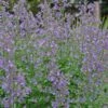 Nepeta Faassenii 'Junior Walker' Catmint