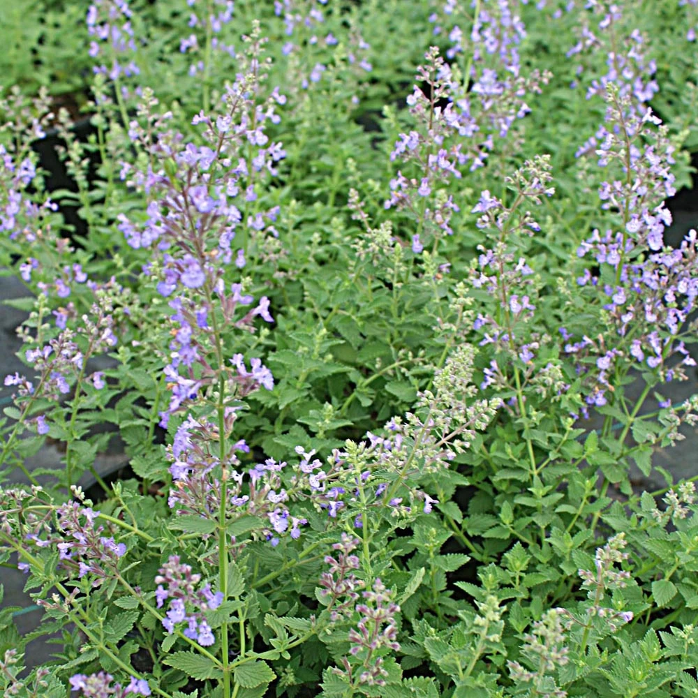 Nepeta Faassenii 'Junior Walker' Catmint 5 Nepeta Faassenii 'Junior Walker' Catmint - Image 3