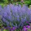 Nepeta Faassenii 'Walker's Low' Catmint -SunGlow Perennials Shop Nepeta Walkers Low Catmint