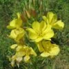 Oenothera Biennis -SunGlow Perennials Shop Oenothera biennis evening primrose public domain