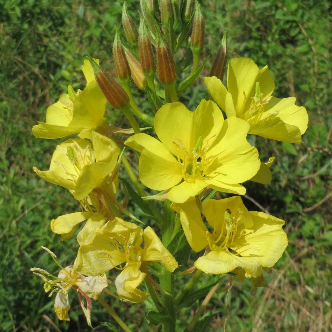 Oenothera Biennis 3 Oenothera Biennis