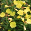 Oenothera Fruticosa 'Fireworks' Sundrops -SunGlow Perennials Shop Oenothera fruticosa Fireworks Sundrops