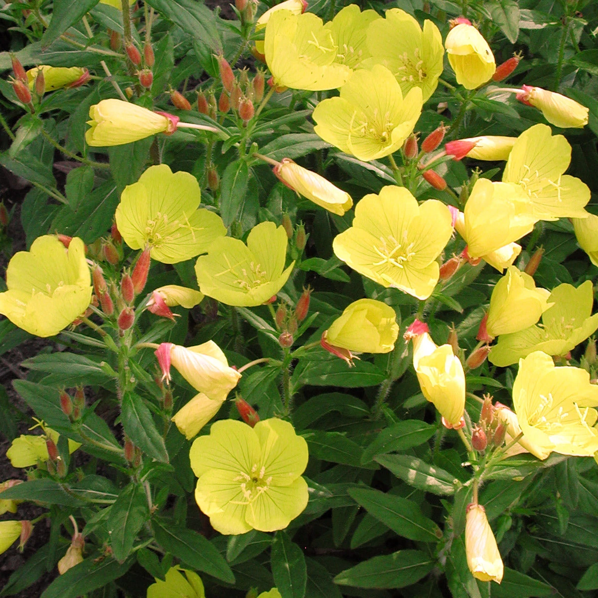 Oenothera Fruticosa 'Fireworks' Sundrops 2 Oenothera Fruticosa 'Fireworks' Sundrops