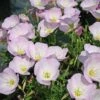 Oenothera Speciosa 'Siskiyou' Evening Primrose