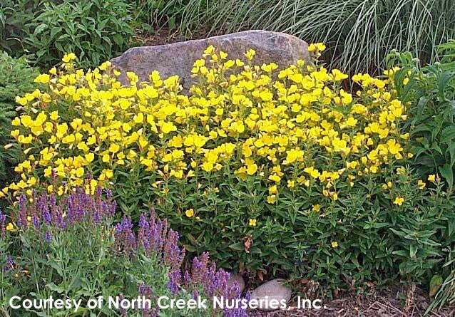Oenothera Fruticosa 'Fireworks' Sundrops 3 Oenothera Fruticosa 'Fireworks' Sundrops - Image 2