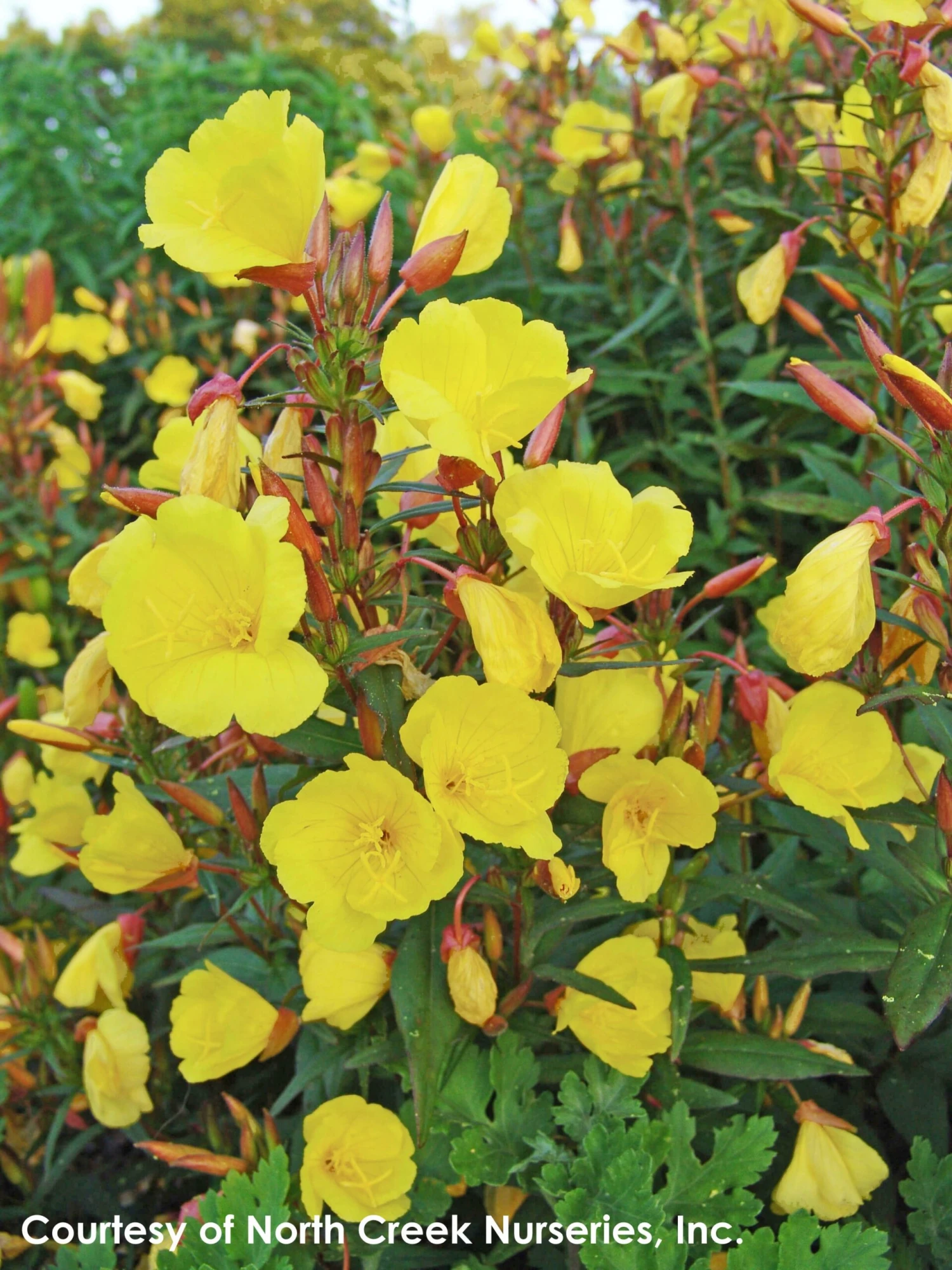 Oenothera Fruticosa 'Fireworks' Sundrops 4 Oenothera Fruticosa 'Fireworks' Sundrops - Image 3