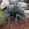 Ophiopogon 'Ebony Knight' Black Mondo Grass -SunGlow Perennials Shop Ophiopogon ebony knight black mondo grass