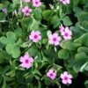 Oxalis Crassipes 'Rosea' Wood Sorrel -SunGlow Perennials Shop Oxalis rosea