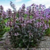 Penstemon 'Blackbeard' Beardtongue 1 Penstemon 'Blackbeard' Beardtongue -SunGlow Perennials Shop PENSTEMON0 BLACKBEARD 2