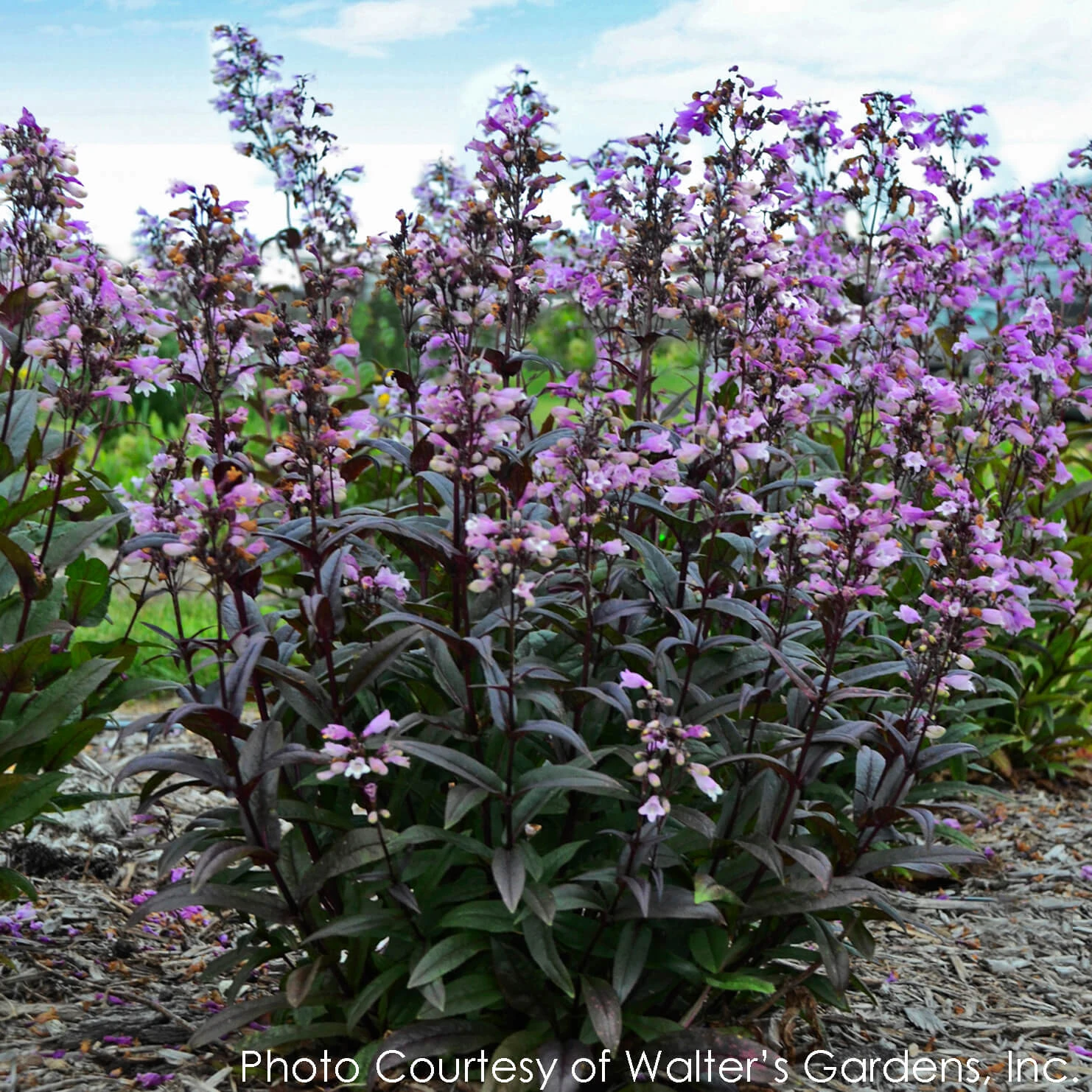 Penstemon 'Blackbeard' Beardtongue 3 Penstemon 'Blackbeard' Beardtongue