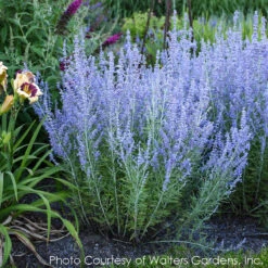 Perovskia Atriplicifolia 'Blue Jean Baby' Russian Sage -SunGlow Perennials Shop PEROVSKIA BLUE JEAN BABY 1