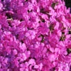 Phlox Subulata 'Drummond's Pink' Creeping Phlox -SunGlow Perennials Shop PHL Drummond Pink1 EZ